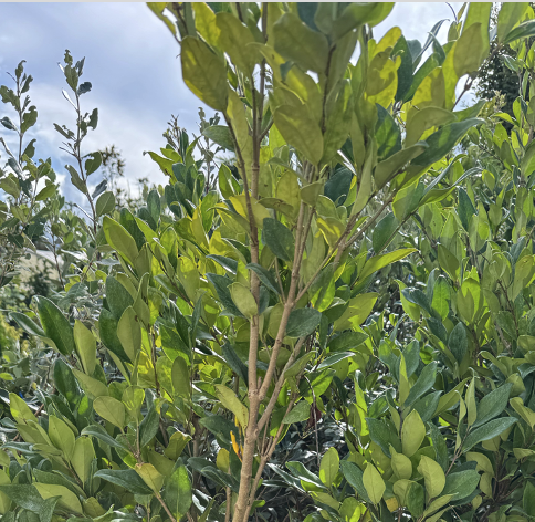 Dr. Richard Keuch foto